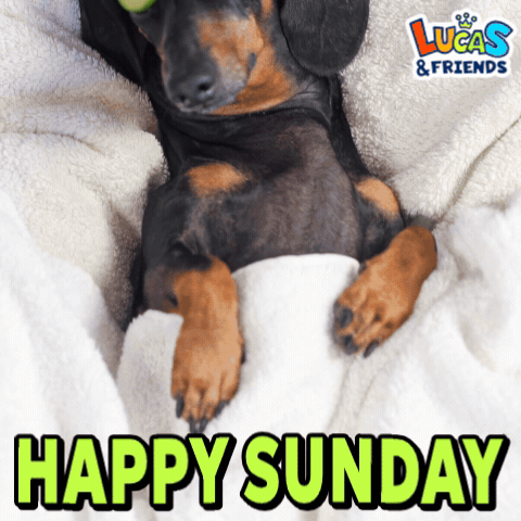 Dachshund Lying on Blanket Happy Sunday