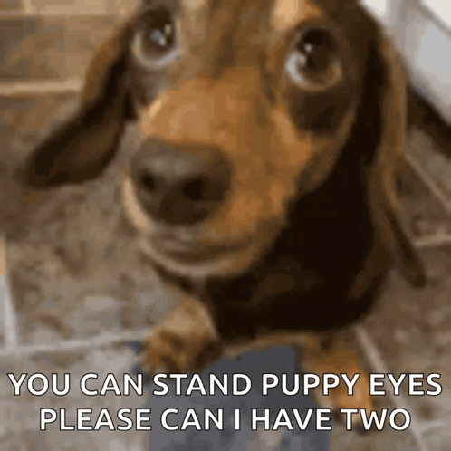 Dachshund Puppy Eyes Please Can I Have Two