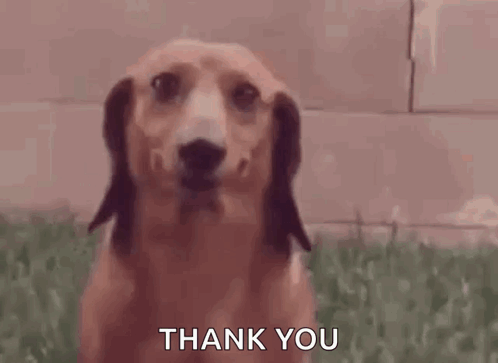 Dachshund Saying Thank You
