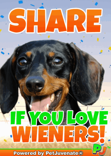 Dachshund Share If You Love Wieners
