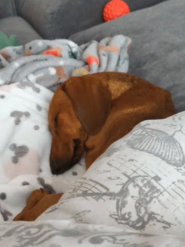Dachshund Sleeping Tight On Bed GIF