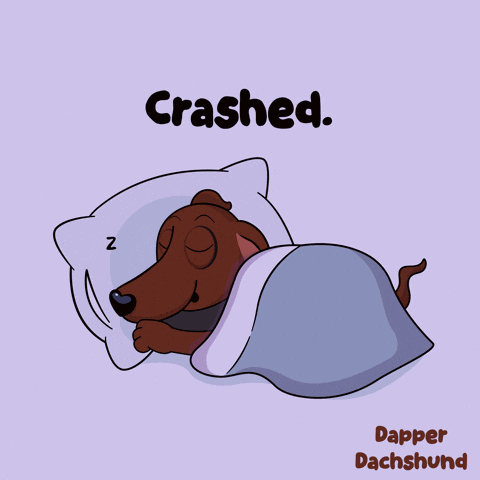 Dachshund Sleeping Under Blanket Crashed
