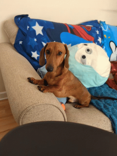 Dachshund Sneezing On Couch GIF
