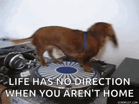 Dachshund Spinning On Vinyl Recorder GIF