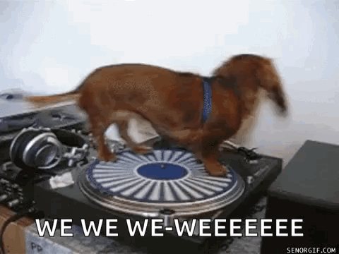 Dachshund Standing on Record Player We We We Weee