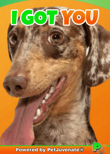 Dachshund Tongue Out I Got You