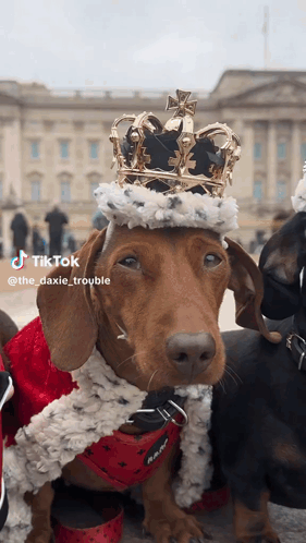 Dachshund Wearing Crown And Red Robe Beside Another Dachshund GIF