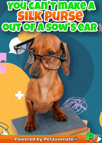 Dachshund Wearing Glasses on Book