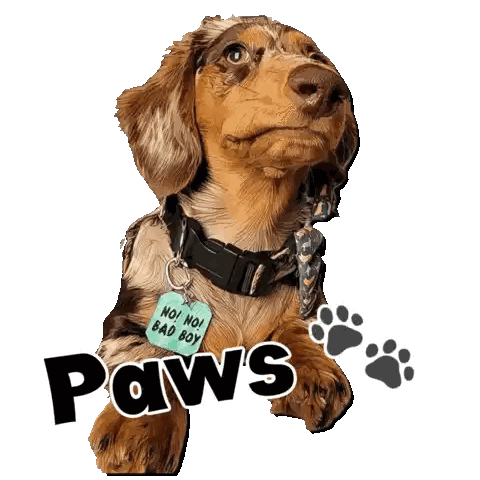 Dachshund Wearing No No Bad Boy Tag
