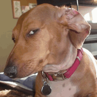 Dachshund Wearing Red Collar and Tag