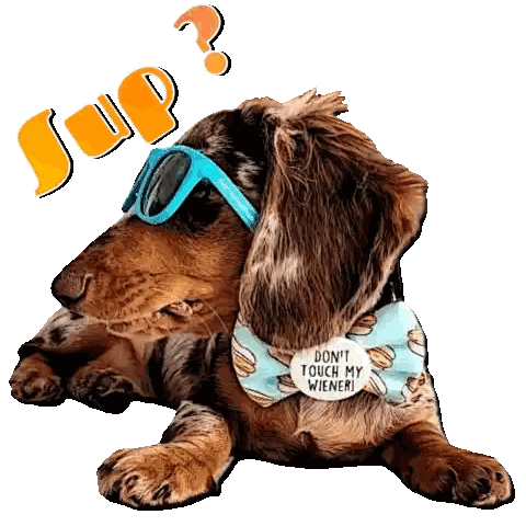 Dachshund Wearing Sunglasses and Bow Tie
