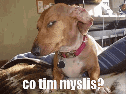 Dachshund With Pink Collar Lying On Blanket GIF