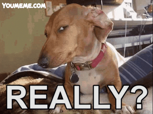 Dachshund With Red Collar Sitting Next to Cat Saying Really