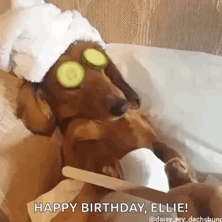 Dachshund with Towel and Cucumber Slices