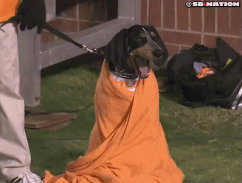 Dachshund Wrapped In Orange Blanket Sitting On Grass