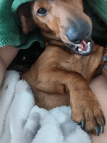 Dachshund Yawning Tongue Out GIF