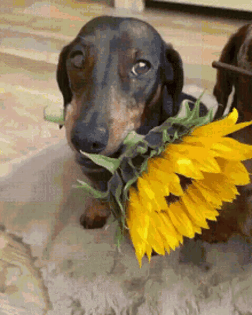 Dachshunds Flowers For You Good Morning Puppy GIF