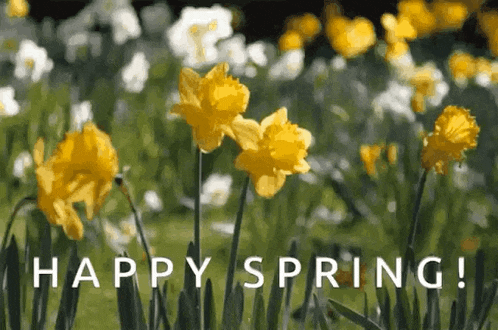 Daffodils Spring Flowers Gif GIF