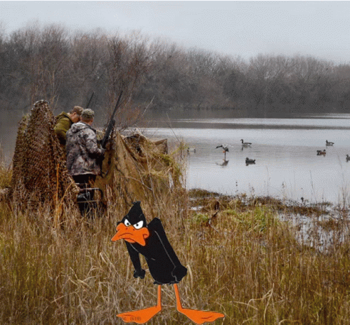 Daffy Duck Hunting In Marsh GIF