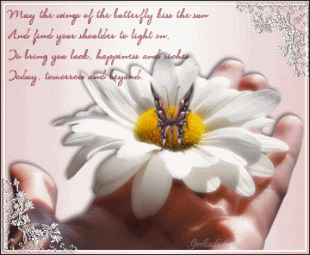 Daisy Butterfly Have Wonderful Day GIF