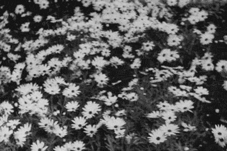 Daisy Tumblr Flower Moving GIF