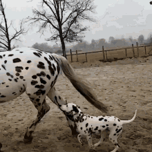 Dalmatian And Horse GIF