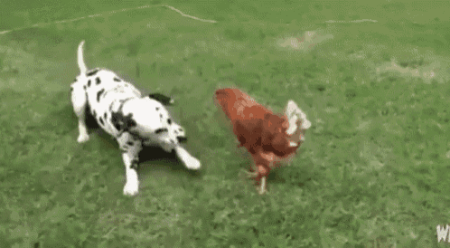 Dalmatian Dog And Chicken GIF