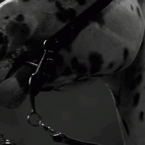 Dalmatian Dog Looking At Something GIF
