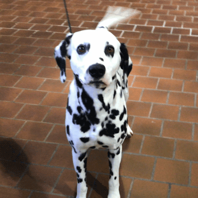 Dalmatian Dog Wiggling Tail GIF