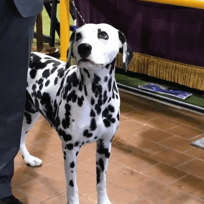 Dalmatian Looking Around GIF