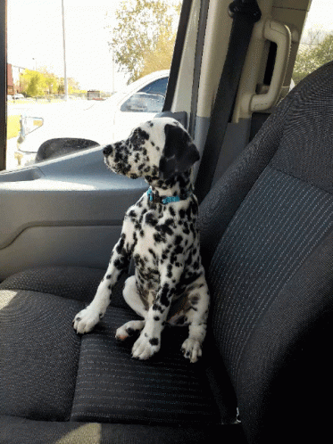 Dalmatian Puppy Head Tilt GIF