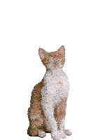 Dance Cat Devon Rex Cute Celebrate Party Birthday Confetti Cute Sticker GIF
