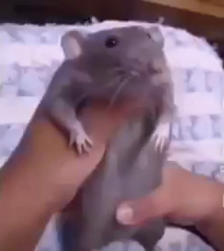 Dance Meme Funny Rat Grooving GIF