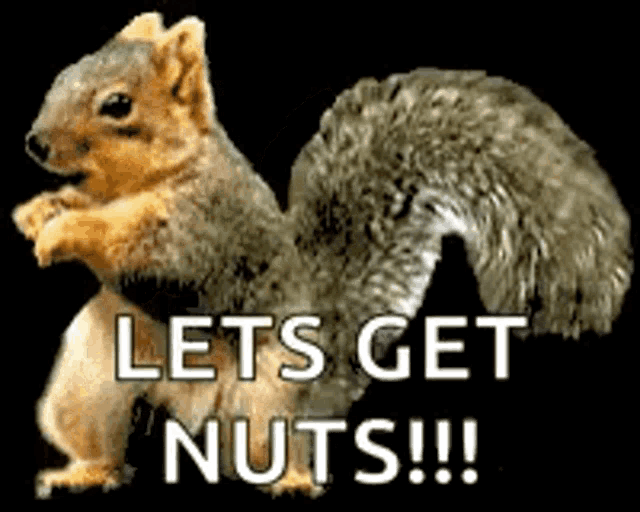 Dance Squirrel Gif GIF