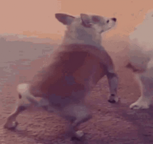 Dance Twerking Dog GIF