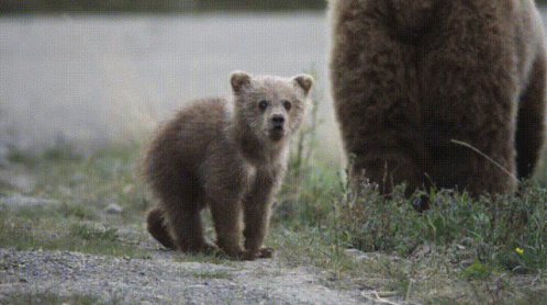 Dancing Bear Cub Cute GIF