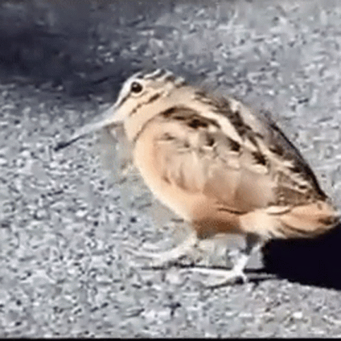 Dancing Bird American Woodcock Wiggle GIF