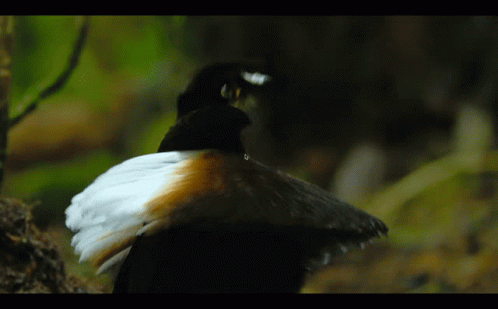 Dancing Bird Carola's Parotia GIF