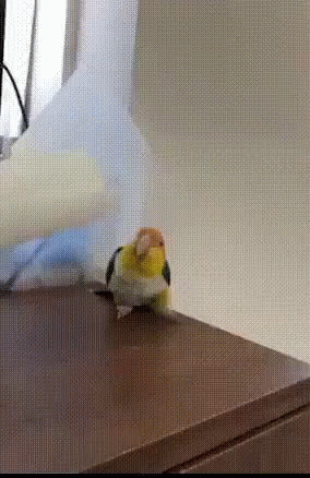 Dancing Bird Cockatiel Head Banging GIF