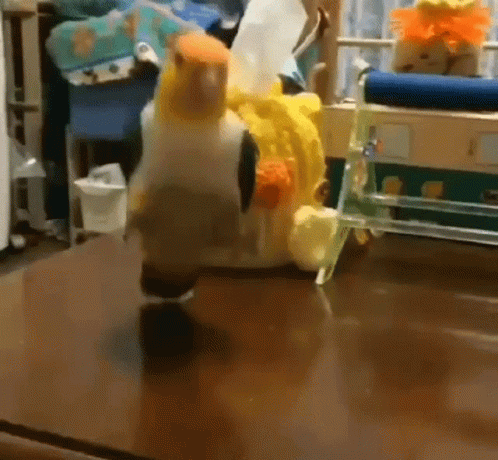 Dancing Bird Happy White-bellied Parrot GIF