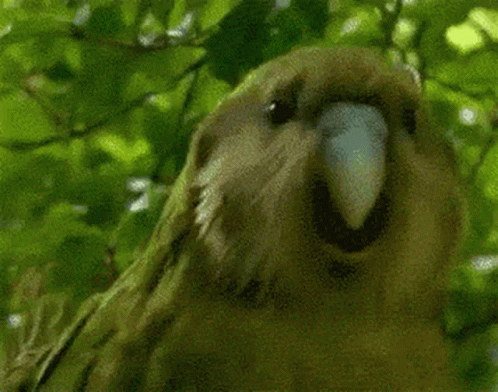 Dancing Bird Kākāpō Head Swing GIF