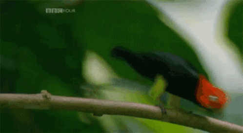 Dancing Bird Red-capped Manakin GIF