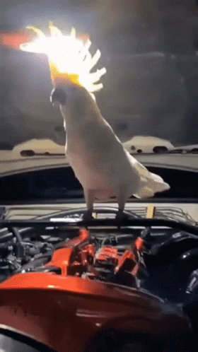 Dancing Bird Salmon-crested Cockatoo GIF