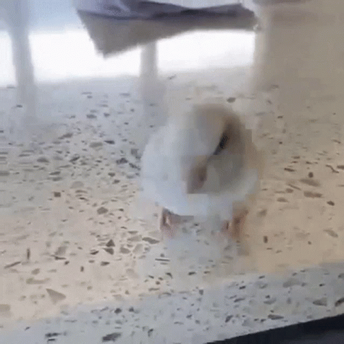 Dancing Bird Vibing Wiggle GIF