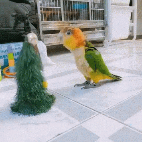 Dancing Bird White-bellied Parrot Head Bang GIF