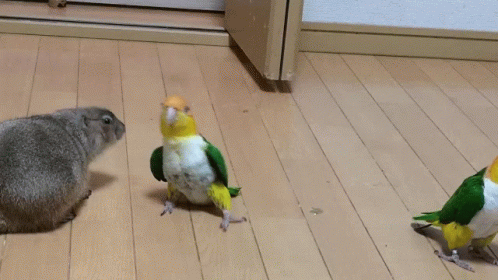 Dancing Bird White-bellied Parrot Waseo GIF