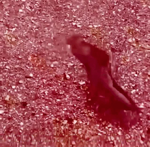 Dancing Black Catfish GIF