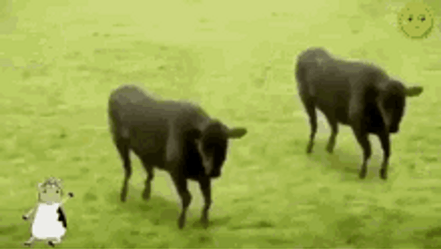 Dancing Black Cows Splitting And Multiplying GIF