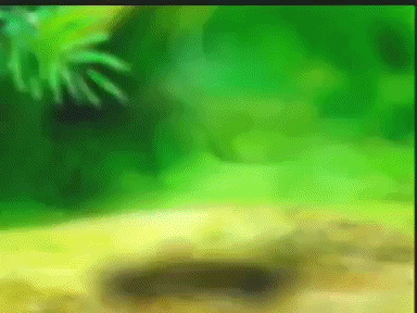 Dancing Cartoon Monkey In Forest GIF