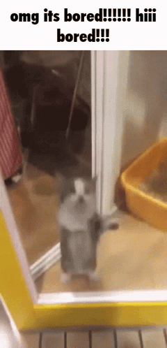 Dancing Cat Birthday Meme GIF